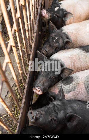 La famille des porcs dans porcherie, sales et heureux. La vie à la ferme. Banque D'Images