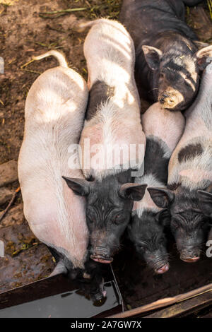 La famille des porcs dans porcherie, sales et heureux. La vie à la ferme. Banque D'Images