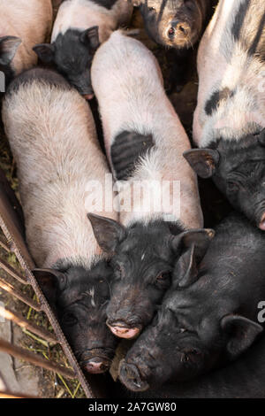 La famille des porcs dans porcherie, sales et heureux. La vie à la ferme. Banque D'Images