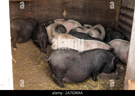 La famille des porcs dans porcherie, sales et heureux. La vie à la ferme. Banque D'Images