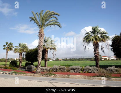 Paysage de printemps en zone tropicale avec palmiers herbe verte, maisons et montagnes à l'horizon en journée ensoleillée Banque D'Images