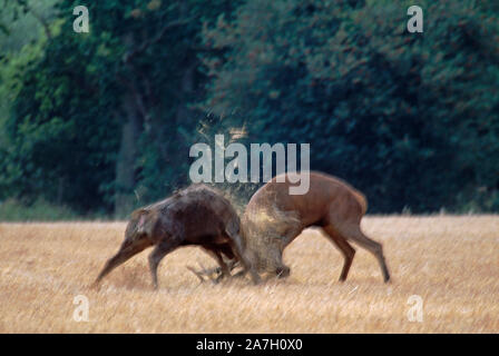 RED DEER stags fighting - Cervus elaphus tête Octobre charge Ingham, Norfolk, Angleterre. Saison du rut. Banque D'Images