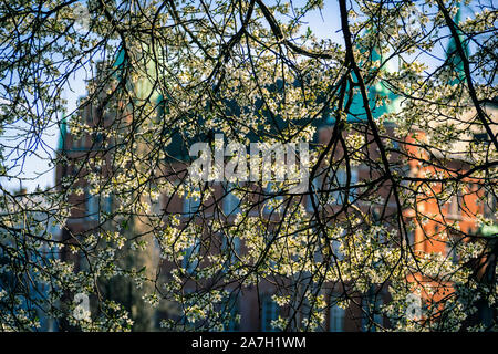 Un arbre en fleurs en face de la principale bibliothèque de la ville de Malmö, Suède Banque D'Images