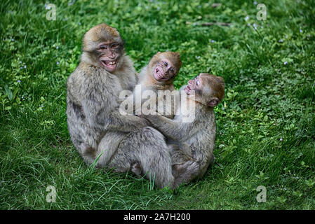 Singes Magots en captivité Banque D'Images