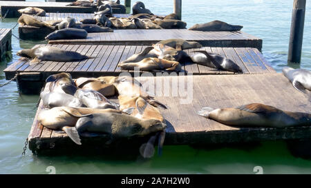 Soleil de Californie au pier 39 à san francisco Banque D'Images