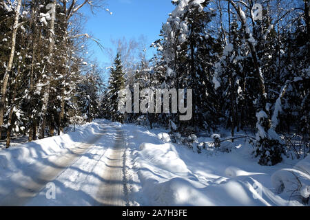 Beau paysage et route de banlieue dans de grands arbres couverts de neige dans l'ombre dans la forêt après l'hiver de neige sur journée ensoleillée Banque D'Images