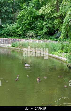 Lac du parc Volkspark Friedrichshain de Berlin, les canards nager dans le lac Banque D'Images