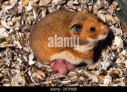 Succion DE HAMSTER DORÉ ou SYRIEN (Mesocricetus auratus). Trois jeunes visibles de litière de dix. Femme dans un nid de journal déchiré et mâché. PET Banque D'Images