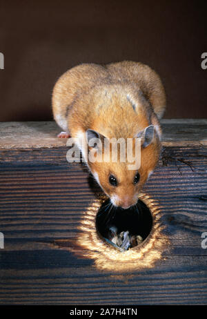 HAMSTER syrien ou doré Mesocricetus auratus femelle enceinte nichoir ci-dessus de l'ouverture. Banque D'Images