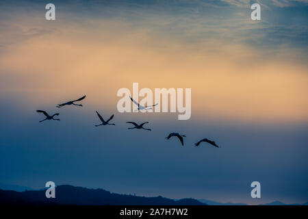 Les flamants roses sur le lac Korission au repos, Corfou, Grèce Banque D'Images