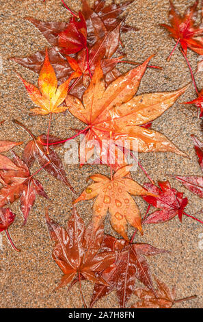 L'érable japonais déchu laisse Acer palmatum contre le sol en béton lors d'une tempête de pluie à la fin de l'automne. Banque D'Images