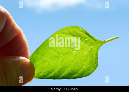 Les insectes dangereux sur la peau humaine. Hid d'acariens sur les feuilles de la plante, encyphalitis mite. cocher protection concept. Banque D'Images