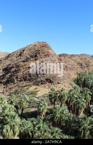 Palm Canyon Oasis dans le désert du Colorado, l'un des plus importants, l'hébergement de milliers de palmiers du désert, Washingtonia filifera. Banque D'Images