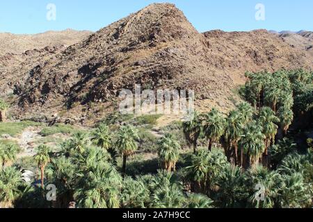 Palm Canyon Oasis dans le désert du Colorado, l'un des plus importants, l'hébergement de milliers de palmiers du désert, Washingtonia filifera. Banque D'Images