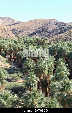 Palm Canyon Oasis dans le désert du Colorado, l'un des plus importants, l'hébergement de milliers de palmiers du désert, Washingtonia filifera. Banque D'Images