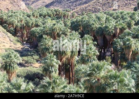 Palm Canyon Oasis dans le désert du Colorado, l'un des plus importants, l'hébergement de milliers de palmiers du désert, Washingtonia filifera. Banque D'Images