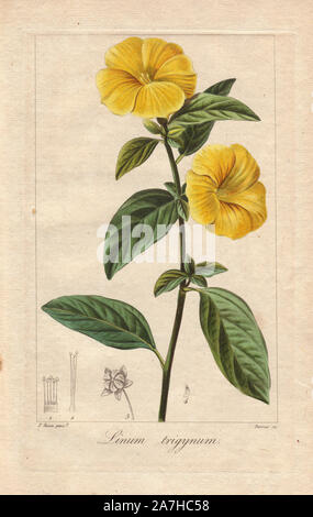 Français ou lin jaune, Linum trigynum. Coloriée à la gravure sur cuivre crépi par Barrois à partir d'une illustration botanique par Pancrace Bessa de mordant de Launay's 'Herbier général de l'Amateur,' Audot, Paris, 1820. L'Herbier a été publiée de 1810 à 1827 et édité par mordancer de Launay et Loiseleur-Deslongchamps. Bessa (1772-1830S), avec redoute et Turpin, est considéré comme l'un des plus grands artistes botaniques français du 19e siècle. Banque D'Images