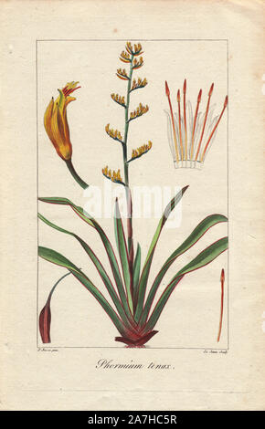 Le lin de Nouvelle-Zélande, le Phormium tenax, originaire de Nouvelle-Zélande et l'île Norfolk. Crépi coloriée à la gravure sur cuivre par le jeune d'une illustration botanique par Pancrace Bessa de mordant de Launay's 'Herbier général de l'Amateur,' Audot, Paris, 1820. L'Herbier a été publiée de 1810 à 1827 et édité par mordancer de Launay et Loiseleur-Deslongchamps. Bessa (1772-1830S), avec redoute et Turpin, est considéré comme l'un des plus grands artistes botaniques français du 19e siècle. Banque D'Images