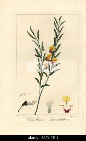 Platylobium lanceolatum, originaire de l'Australie. Coloriée à la gravure sur cuivre crépi par Barrois à partir d'une illustration botanique par Pancrace Bessa de mordant de Launay's 'Herbier général de l'Amateur,' Audot, Paris, 1820. L'Herbier a été publiée de 1810 à 1827 et édité par mordancer de Launay et Loiseleur-Deslongchamps. Bessa (1772-1830S), avec redoute et Turpin, est considéré comme l'un des plus grands artistes botaniques français du 19e siècle. Banque D'Images