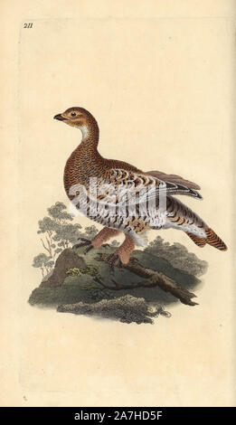 Tétras Tetrao tetrix ou blackgame,. Dessiné et gravé sur cuivre coloriée par Edward Donovan de sa propre "Histoire naturelle des oiseaux britanniques, Londres, 1794-1819. Edward Donovan (1768-1837) était un zoologiste amateur, auteur, artiste et graveur. Il a écrit et illustré une série de volumes sur les oiseaux, poissons, coquillages et d'insectes, a ouvert son propre musée d'histoire naturelle de Londres, mais plus tard, il est tombé bien bas et est mort sans le sou. Banque D'Images