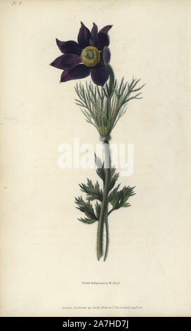 Pasque flower, Pulsatilla vulgaris. Coloriée illustration botanique dessiné et gravé par William Clark de Richard Morris 'Flora Conspicua' London, Longman, Rees, 1826. William Clark est l'ancien rapporteur pour avis à la Société d'horticulture de Londres et illustré de nombreux livres botaniques dans les années 1820 et 1830. Banque D'Images