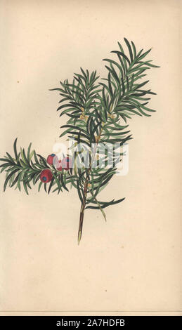 Arbre d'If, Taxus baccata. Coloriée illustration botanique tirées de la nature par Mme Rebecca Hé de son propre "l'esprit des bois, Londres, Longman, Rees, 1837. Rebecca Hey était un écrivain de l'époque victorienne, poète et artiste qui a écrit "de fleurs' et '1833 Souvenirs des lacs' 1841. Les plaques étaient probablement gravée par William Clark, ancien rapporteur pour avis à la Société d'horticulture de Londres, et graveur sur Hey's livre précédent. Banque D'Images