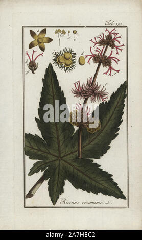 Le ricin, Ricinus communis, originaire de l'Mediterranena, Afrique de l'Est et l'Inde. Gravure coloriée à la botanique sur cuivre de Johannes Zorn's 'Image Artseny-Gewassen', der Jan Christiaan Sepp, Amsterdam, 1796. Zorn publié pour la première fois son illustration botanique médicale à Nuremberg en 1780 avec 500 planches, et une édition néerlandaise a suivi en 1796 publié par J.C. Sepp avec 100 autres plaques. Zorn (1739-1799) était un pharmacien et botaniste allemand qui a perçu plantes médicales de toute l'Europe pour son 'icones plantarum medicinalium' pour les apothicaires et médecins. Banque D'Images