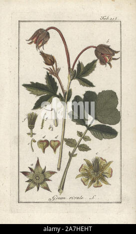 Benoîte Geum rivale, de l'eau. Gravure coloriée à la botanique sur cuivre de Johannes Zorn's 'Image Artseny-Gewassen', der Jan Christiaan Sepp, Amsterdam, 1796. Zorn publié pour la première fois son illustration botanique médicale à Nuremberg en 1780 avec 500 planches, et une édition néerlandaise a suivi en 1796 publié par J.C. Sepp avec 100 autres plaques. Zorn (1739-1799) était un pharmacien et botaniste allemand qui a perçu plantes médicales de toute l'Europe pour son 'icones plantarum medicinalium' pour les apothicaires et médecins. Banque D'Images