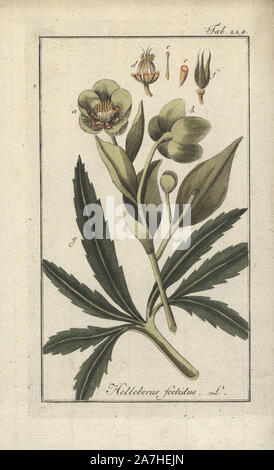 L'hellébore fétide helleborus foetidus,. Gravure coloriée à la botanique sur cuivre de Johannes Zorn's 'Image Artseny-Gewassen', der Jan Christiaan Sepp, Amsterdam, 1796. Zorn publié pour la première fois son illustration botanique médicale à Nuremberg en 1780 avec 500 planches, et une édition néerlandaise a suivi en 1796 publié par J.C. Sepp avec 100 autres plaques. Zorn (1739-1799) était un pharmacien et botaniste allemand qui a perçu plantes médicales de toute l'Europe pour son 'icones plantarum medicinalium' pour les apothicaires et médecins. Banque D'Images