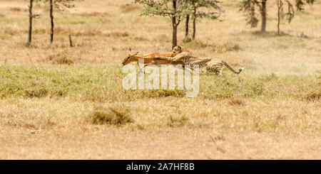Une femelle Guépard chassant et attraper un Impala, Ol Pejeta Conservancy, Laikipia, Kenya, Africa Banque D'Images