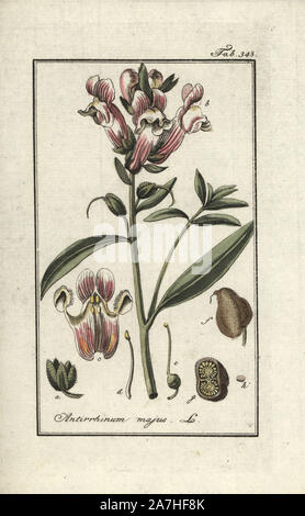 Muflier, Antirrhinum majus. Gravure coloriée à la botanique sur cuivre de Johannes Zorn's 'Image Artseny-Gewassen', der Jan Christiaan Sepp, Amsterdam, 1796. Zorn publié pour la première fois son illustration botanique médicale à Nuremberg en 1780 avec 500 planches, et une édition néerlandaise a suivi en 1796 publié par J.C. Sepp avec 100 autres plaques. Zorn (1739-1799) était un pharmacien et botaniste allemand qui a perçu plantes médicales de toute l'Europe pour son 'icones plantarum medicinalium' pour les apothicaires et médecins. Banque D'Images