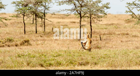 Une femelle Guépard chassant et attraper un Impala, Ol Pejeta Conservancy, Laikipia, Kenya, Africa Banque D'Images