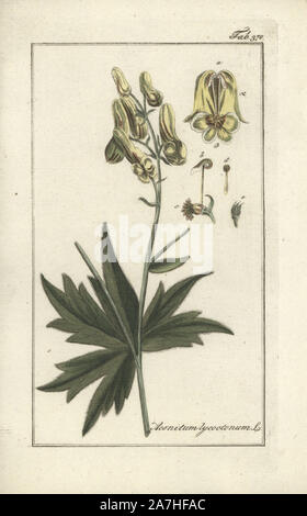 Wolfsbane, Aconitum lycoctonum. Gravure coloriée à la botanique sur cuivre de Johannes Zorn's 'Image Artseny-Gewassen', der Jan Christiaan Sepp, Amsterdam, 1796. Zorn publié pour la première fois son illustration botanique médicale à Nuremberg en 1780 avec 500 planches, et une édition néerlandaise a suivi en 1796 publié par J.C. Sepp avec 100 autres plaques. Zorn (1739-1799) était un pharmacien et botaniste allemand qui a perçu plantes médicales de toute l'Europe pour son 'icones plantarum medicinalium' pour les apothicaires et médecins. Banque D'Images