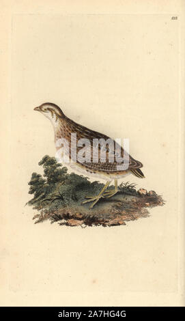 Caille Coturnix coturnix, commun. Dessiné et gravé sur cuivre coloriée par Edward Donovan de sa propre "Histoire naturelle des oiseaux britanniques' (1794-1819). Edward Donovan (1768-1837) était un zoologiste amateur, auteur, artiste et graveur. Il a écrit et illustré une série de volumes sur les oiseaux, poissons, coquillages et d'insectes, a ouvert son propre musée d'histoire naturelle de Londres, mais plus tard, il est tombé bien bas et est mort sans le sou. Banque D'Images