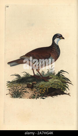 Red-legged partridge Alectoris rufa. Dessiné et gravé sur cuivre coloriée par Edward Donovan de sa propre "Histoire naturelle des oiseaux britanniques' (1794-1819). Edward Donovan (1768-1837) était un zoologiste amateur, auteur, artiste et graveur. Il a écrit et illustré une série de volumes sur les oiseaux, poissons, coquillages et d'insectes, a ouvert son propre musée d'histoire naturelle de Londres, mais plus tard, il est tombé bien bas et est mort sans le sou. Banque D'Images