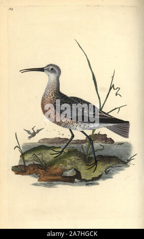 Peu ou pygmée, Curlew Numenius minutus. Dessiné et gravé sur cuivre coloriée par Edward Donovan de sa propre "Histoire naturelle des oiseaux britanniques, Londres, 1794-1819. Edward Donovan (1768-1837) était un zoologiste amateur, auteur, artiste et graveur. Il a écrit et illustré une série de volumes sur les oiseaux, poissons, coquillages et d'insectes, a ouvert son propre musée d'histoire naturelle de Londres, mais plus tard, il est tombé bien bas et est mort sans le sou. Banque D'Images