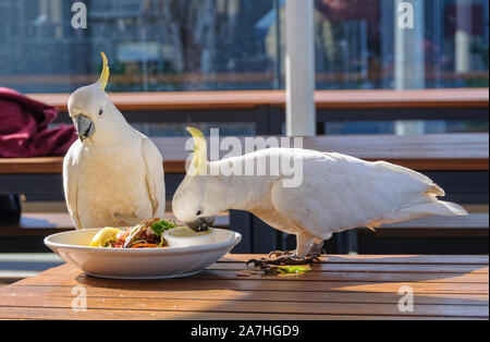 Teneur en soufre cacatoès à crête profitez d'un bon repas - Lorne, Victoria, Australie Banque D'Images