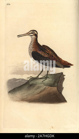 Jack snipe, Lymnocryptes minimus. Dessiné et gravé sur cuivre coloriée par Edward Donovan de sa propre "Histoire naturelle des oiseaux britanniques, Londres, 1794-1819. Edward Donovan (1768-1837) était un zoologiste amateur, auteur, artiste et graveur. Il a écrit et illustré une série de volumes sur les oiseaux, poissons, coquillages et d'insectes, a ouvert son propre musée d'histoire naturelle de Londres, mais plus tard, il est tombé bien bas et est mort sans le sou. Banque D'Images