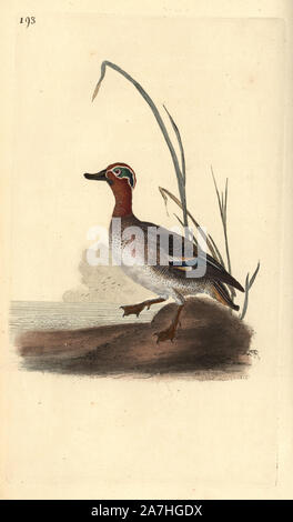 Sarcelle commune, Anas crecca, homme. Dessiné et gravé sur cuivre coloriée par Edward Donovan de sa propre "Histoire naturelle des oiseaux britanniques, Londres, 1794-1819. Edward Donovan (1768-1837) était un zoologiste amateur, auteur, artiste et graveur. Il a écrit et illustré une série de volumes sur les oiseaux, poissons, coquillages et d'insectes, a ouvert son propre musée d'histoire naturelle de Londres, mais plus tard, il est tombé bien bas et est mort sans le sou. Banque D'Images