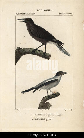 Strepera graculina currawong pie, et cinereous becard, Pachyramphus rufus. Gravure sur cuivre coloriée à crépi de Dumont de Sainte-Croix's 'Dictionary of Natural Science : ornithologie,' Paris, France, 1816-1830. Illustration par J. G. Pretre, gravée par Guyard, réalisé par Pierre Jean François Turpin, et publié par F.G. Levrault. Jean Gabriel Pretre (17801845) était peintre d'histoire naturelle à l'Impératrice Joséphine's zoo et plus tard est devenu artiste pour le Musée d'Histoire Naturelle. Turpin (1775-1840) est considéré comme l'un des plus grands illustrateurs botaniques français du 19e siècle. Banque D'Images