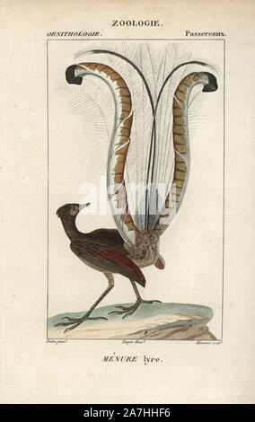 Lyre, superbe Menura novaehollandiae. Gravure sur cuivre coloriée à crépi de Dumont de Sainte-Croix's 'Dictionary of Natural Science : ornithologie,' Paris, France, 1816-1830. Illustration par J. G. Pretre, gravés par Massard, réalisé par Pierre Jean François Turpin, et publié par F.G. Levrault. Jean Gabriel Pretre (17801845) était peintre d'histoire naturelle à l'Impératrice Joséphine's zoo et plus tard est devenu artiste pour le Musée d'Histoire Naturelle. Turpin (1775-1840) est considéré comme l'un des plus grands illustrateurs botaniques français du 19e siècle. Banque D'Images