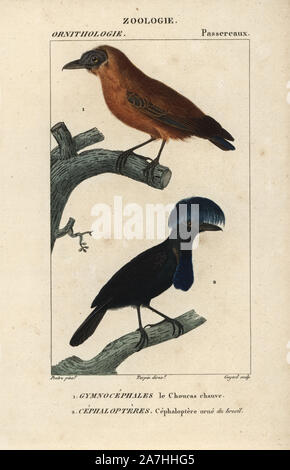 Capuchinbird, Perissocephalus tricolor, et amazonienne, Cephalopterus ornatus umbrellabird. Gravure sur cuivre coloriée à crépi de Dumont de Sainte-Croix's 'Dictionary of Natural Science : ornithologie,' Paris, France, 1816-1830. Illustration par J. G. Pretre, gravée par Guyard, réalisé par Pierre Jean François Turpin, et publié par F.G. Levrault. Jean Gabriel Pretre (17801845) était peintre d'histoire naturelle à l'Impératrice Joséphine's zoo et plus tard est devenu artiste pour le Musée d'Histoire Naturelle. Turpin (1775-1840) est considéré comme l'un des plus grands illustrateurs botaniques français du 19 Banque D'Images