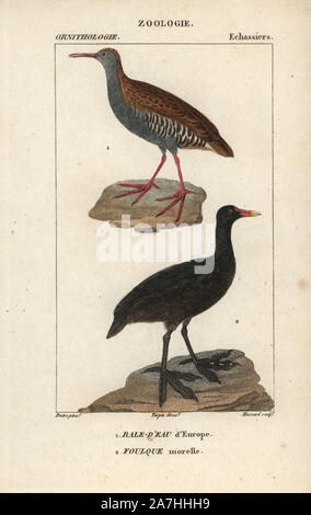 L'eau Rail Rallus aquaticus, et, foulque macroule, Fulica atra. Gravure sur cuivre coloriée à crépi de Dumont de Sainte-Croix's 'Dictionary of Natural Science : ornithologie,' Paris, France, 1816-1830. Illustration par J. G. Pretre, gravés par Massard, réalisé par Pierre Jean François Turpin, et publié par F.G. Levrault. Jean Gabriel Pretre (17801845) était peintre d'histoire naturelle à l'Impératrice Joséphine's zoo et plus tard est devenu artiste pour le Musée d'Histoire Naturelle. Turpin (1775-1840) est considéré comme l'un des plus grands illustrateurs botaniques français du 19e siècle. Banque D'Images