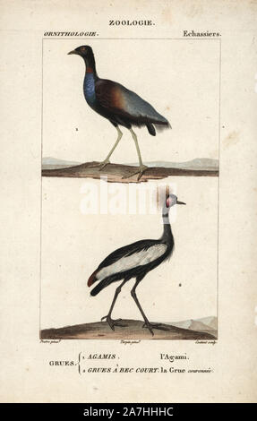 Grey-winged trumpeter, Psophia crepitans, et noire, grue couronnée Balearica pavonina (vulnérable). Gravure sur cuivre coloriée à crépi de Dumont de Sainte-Croix's 'Dictionary of Natural Science : ornithologie,' Paris, France, 1816-1830. Illustration par J. G. Pretre, gravée par Coutant, réalisé par Pierre Jean François Turpin, et publié par F.G. Levrault. Jean Gabriel Pretre (17801845) était peintre d'histoire naturelle à l'Impératrice Joséphine's zoo et plus tard est devenu artiste pour le Musée d'Histoire Naturelle. Turpin (1775-1840) est considéré comme l'un des plus grands illustrateurs botaniques Français Banque D'Images