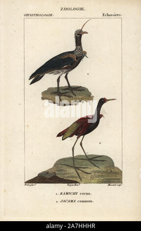 Anhima cornuta screamer, Cornu, et réorganisation de jacana jacana Jacana,. Gravure sur cuivre coloriée à crépi de Dumont de Sainte-Croix's 'Dictionary of Natural Science : ornithologie,' Paris, France, 1816-1830. Illustration par J. G. Pretre, gravés par Massard, réalisé par Pierre Jean François Turpin, et publié par F.G. Levrault. Jean Gabriel Pretre (17801845) était peintre d'histoire naturelle à l'Impératrice Joséphine's zoo et plus tard est devenu artiste pour le Musée d'Histoire Naturelle. Turpin (1775-1840) est considéré comme l'un des plus grands illustrateurs botaniques français du 19e siècle. Banque D'Images