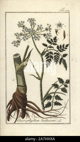 Chaerophyllum bulbosum, cerfeuil bulbeux. Gravure coloriée à la botanique sur cuivre de Johannes Zorn's 'Image Artseny-Gewassen', der Jan Christiaan Sepp, Amsterdam, 1796. Zorn publié pour la première fois son illustration botanique médicale à Nuremberg en 1780 avec 500 planches, et une édition néerlandaise a suivi en 1796 publié par J.C. Sepp avec 100 autres plaques. Zorn (1739-1799) était un pharmacien et botaniste allemand qui a perçu plantes médicales de toute l'Europe pour son 'icones plantarum medicinalium' pour les apothicaires et médecins. Banque D'Images