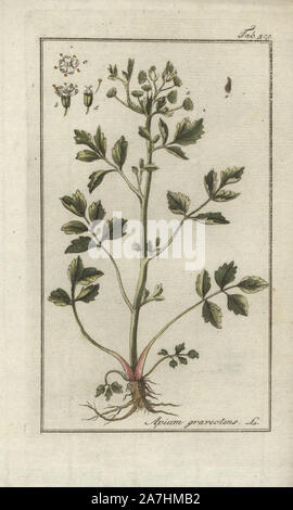 Le céleri-rave, ou Apium graveolens. Gravure coloriée à la botanique sur cuivre de Johannes Zorn's 'Image Artseny-Gewassen', der Jan Christiaan Sepp, Amsterdam, 1796. Zorn publié pour la première fois son illustration botanique médicale à Nuremberg en 1780 avec 500 planches, et une édition néerlandaise a suivi en 1796 publié par J.C. Sepp avec 100 autres plaques. Zorn (1739-1799) était un pharmacien et botaniste allemand qui a perçu plantes médicales de toute l'Europe pour son 'icones plantarum medicinalium' pour les apothicaires et médecins. Banque D'Images