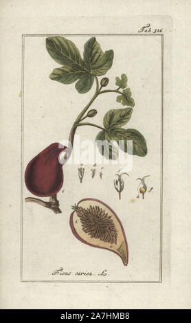 Fig commune, Ficus carica. Gravure coloriée à la botanique sur cuivre de Johannes Zorn's 'Image Artseny-Gewassen', der Jan Christiaan Sepp, Amsterdam, 1796. Zorn publié pour la première fois son illustration botanique médicale à Nuremberg en 1780 avec 500 planches, et une édition néerlandaise a suivi en 1796 publié par J.C. Sepp avec 100 autres plaques. Zorn (1739-1799) était un pharmacien et botaniste allemand qui a perçu plantes médicales de toute l'Europe pour son 'icones plantarum medicinalium' pour les apothicaires et médecins. Banque D'Images