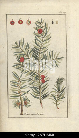 Arbre d'If, Taxus baccata. Gravure coloriée à la botanique sur cuivre de Johannes Zorn's 'Image Artseny-Gewassen', der Jan Christiaan Sepp, Amsterdam, 1796. Zorn publié pour la première fois son illustration botanique médicale à Nuremberg en 1780 avec 500 planches, et une édition néerlandaise a suivi en 1796 publié par J.C. Sepp avec 100 autres plaques. Zorn (1739-1799) était un pharmacien et botaniste allemand qui a perçu plantes médicales de toute l'Europe pour son 'icones plantarum medicinalium' pour les apothicaires et médecins. Banque D'Images