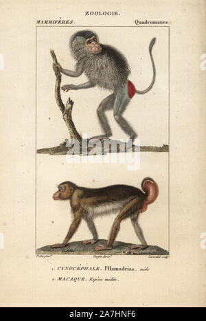 Le babouin Hamadryas mâle Papio hamadryas, et non précisées, le macaque, Macaca. Gravure sur cuivre coloriée à crépi de Frédéric Cuvier's 'Dictionary of Natural Science : Mammifères,' Paris, France, 1816. Illustration par J. G. Pretre, gravée par Carnonkel, réalisé par Pierre Jean François Turpin, et publié par F.G. Levrault. Jean Gabriel Pretre (17801845) était peintre d'histoire naturelle à l'Impératrice Joséphine's zoo et plus tard est devenu artiste pour le Musée d'Histoire Naturelle. Turpin (1775-1840) est considéré comme l'un des plus grands illustrateurs botaniques français du 19e siècle. Banque D'Images